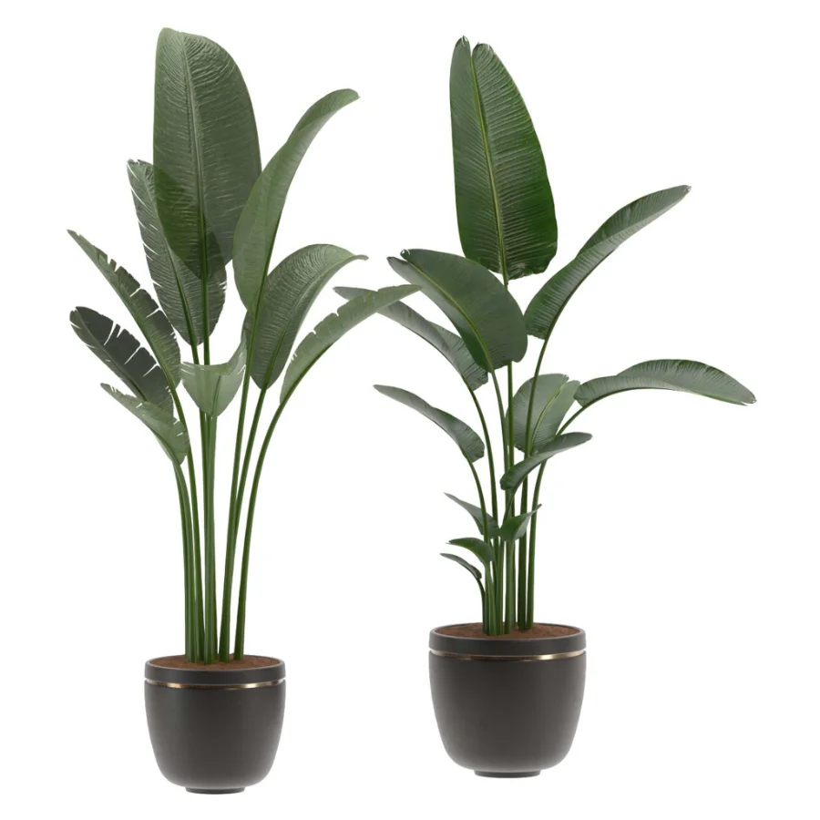 Strelitzia Nicolai Bird of Paradise Indoor Plant - Image 1