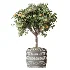 AV Indoor Plants Set 617 Orange Calamondin Tree Spineless Yucca and African Fig Ruffled Fan Palm - Thumbnail 1