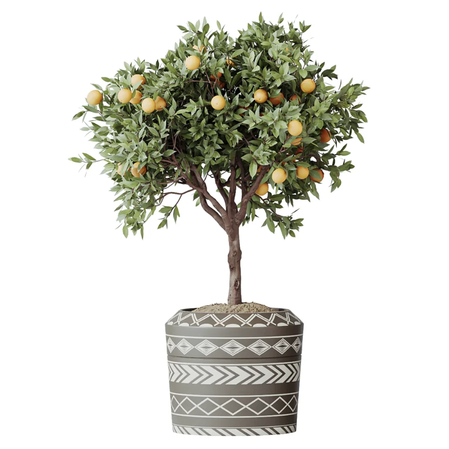 AV Indoor Plants Set 617 Orange Calamondin Tree Spineless Yucca and African Fig Ruffled Fan Palm - Image 1