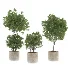 Modern Olive Trees in Concrete Pots-Set 01 - Thumbnail 2