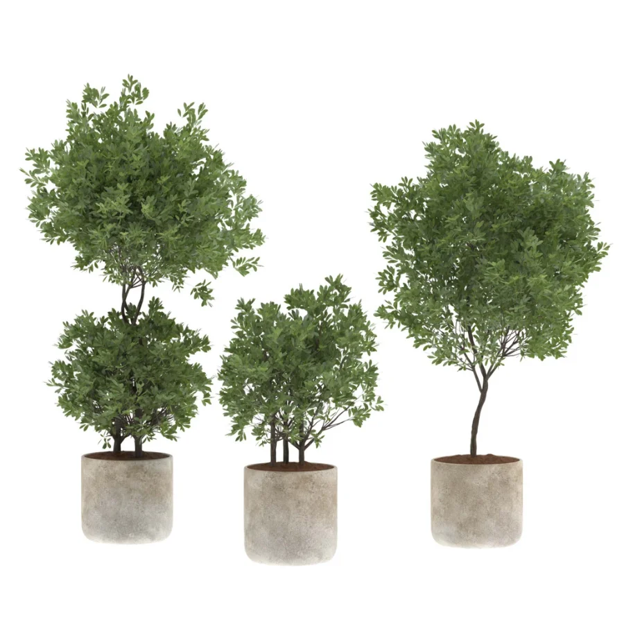 Modern Olive Trees in Concrete Pots-Set 01 - Image 2