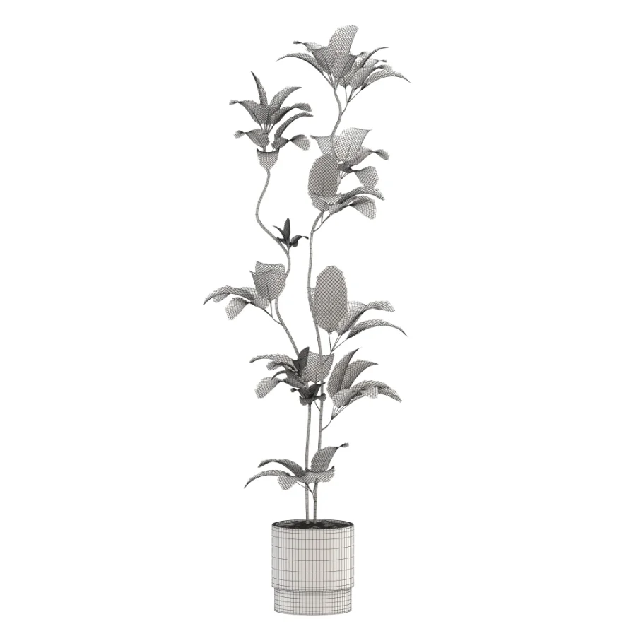 Ficus Benjamina Indoor Plant-set-031 - Image 3
