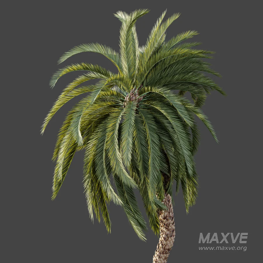 AV Plant Macrozamia Moorei Palm Tree 01 - Image 4