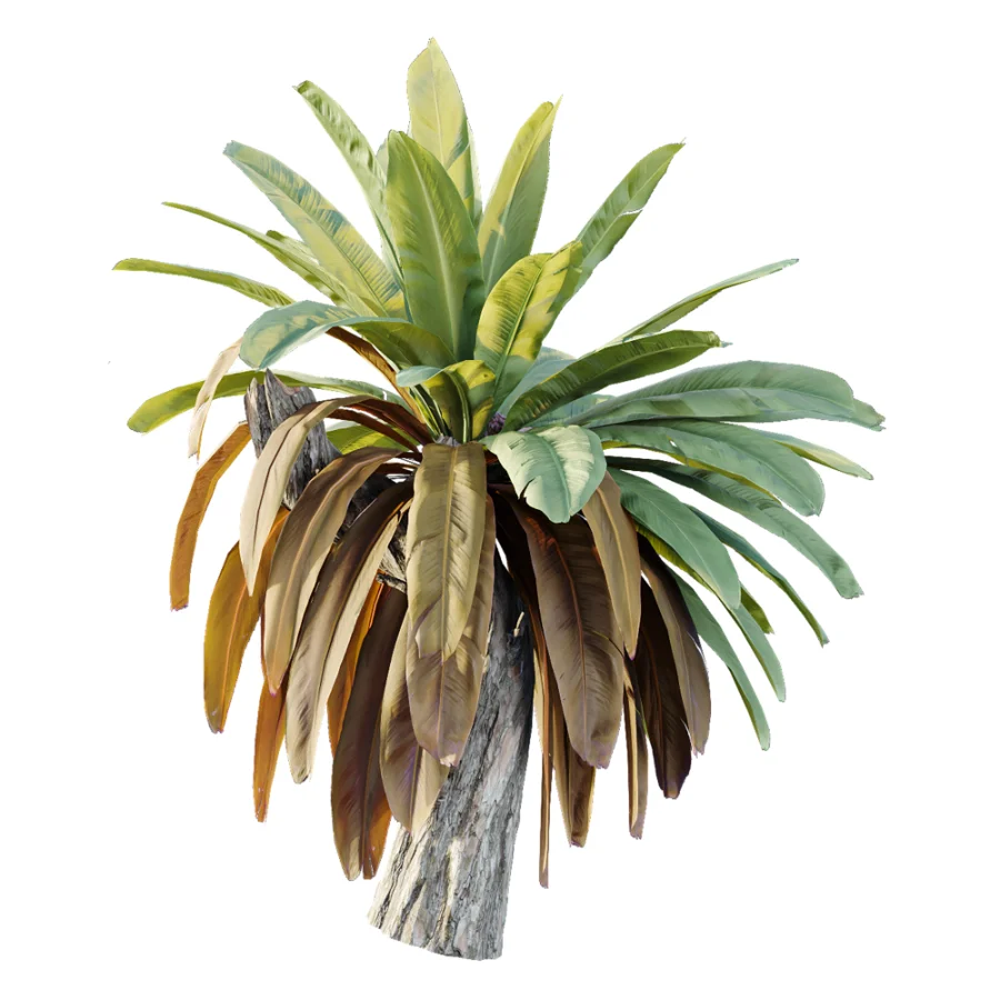 AV Plant Neottopteris Nidus 6 Palm Bush 01 - Image 2