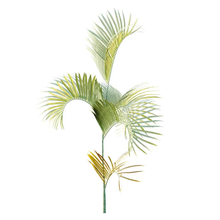 AV Plant Chrysalidocarpus Lutescens Palm Bush 02 - Image 3
