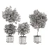 Modern Olive Trees in Concrete Pots-Set 01 - Thumbnail 1