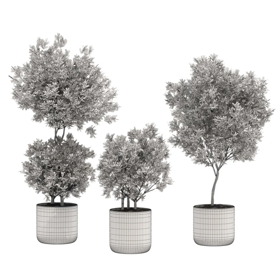 Modern Olive Trees in Concrete Pots-Set 01 - Image 1