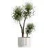 AV Indoor Plants Set 617 Orange Calamondin Tree Spineless Yucca and African Fig Ruffled Fan Palm - Thumbnail 3