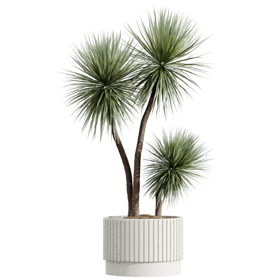 AV Indoor Plants Set 617 Orange Calamondin Tree Spineless Yucca and African Fig Ruffled Fan Palm - Image 3