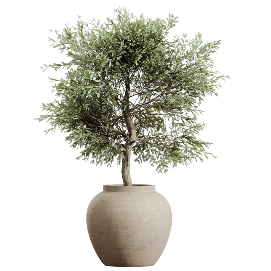 AV Indoor Plants Set 605 Ficus Binnendijkii Ficus Marginata Olive - Image 2