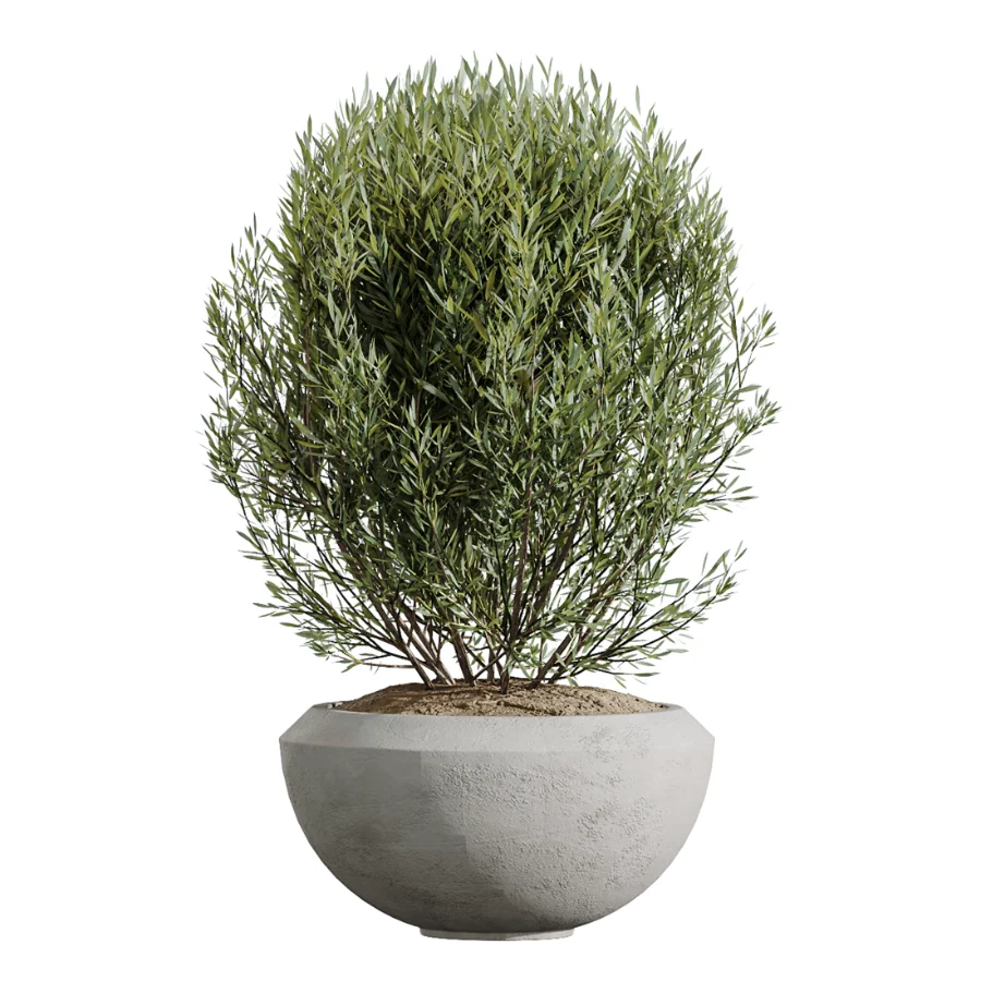 AV Indoor Plants Set 606 Bird Of Paradise Yucca Olive Schefflera Arboricola - Image 5