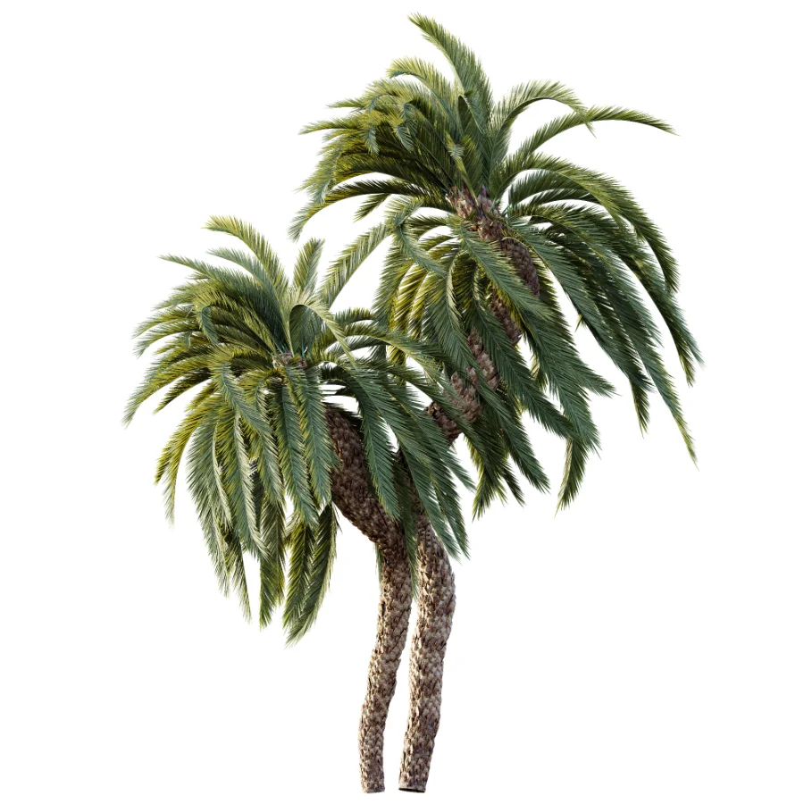 AV Plant Macrozamia Moorei Palm Tree 01 - Image 1