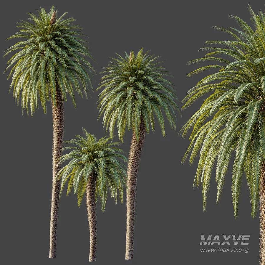 AV Plant Cycas Revoluta Palmfarn Palm Tree 01 - Image 7