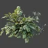 AV Plant Angiopteris Fokiensis Fern 6 Palm Bush 01 - Thumbnail 7