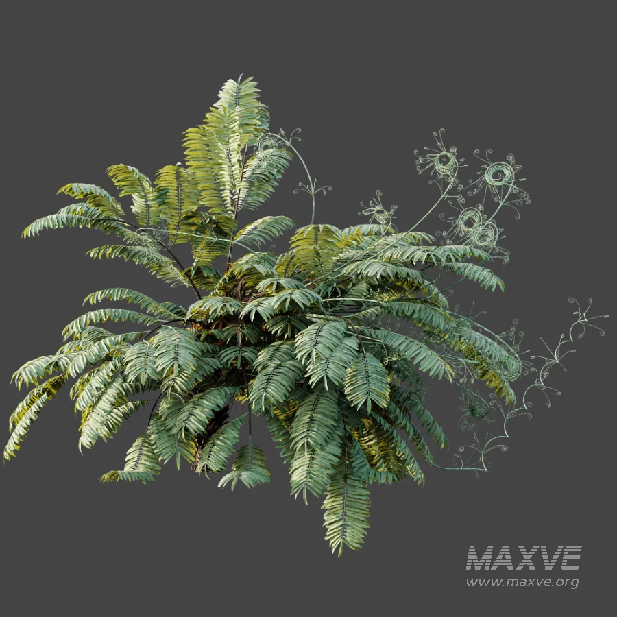 AV Plant Angiopteris Fokiensis Fern 6 Palm Bush 01 - Image 7