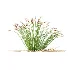AV Plant Trichophorum Cespitosum Tufted Bulrush Rasenbinse Deer Grass - Thumbnail 3