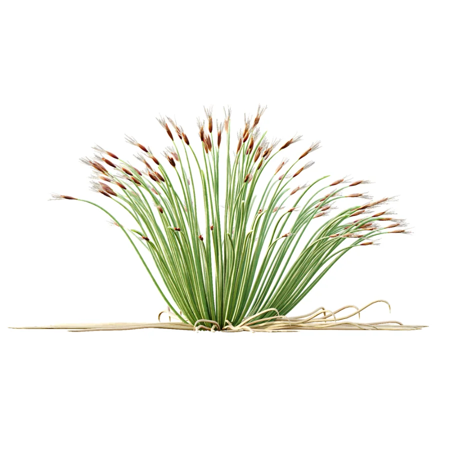 AV Plant Trichophorum Cespitosum Tufted Bulrush Rasenbinse Deer Grass - Image 3