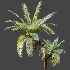 AV Plant Brainea Insignis Fern Palm Tree 02 - Thumbnail 3