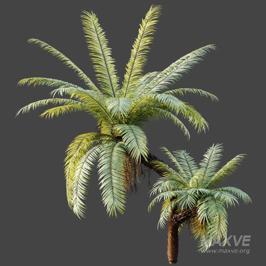 AV Plant Brainea Insignis Fern Palm Tree 02 - Image 3