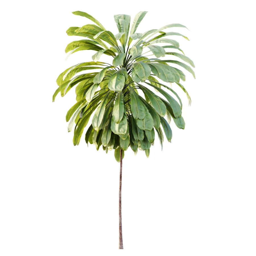 AV Plant Cordyline Petiolaris 6 Palm Tree 01 - Image 3