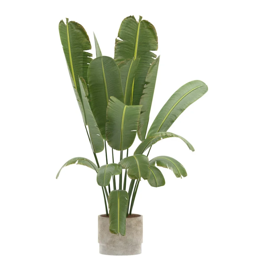 Strelitzia Nicolai- Bird of Paradise-set-024 - Image 4