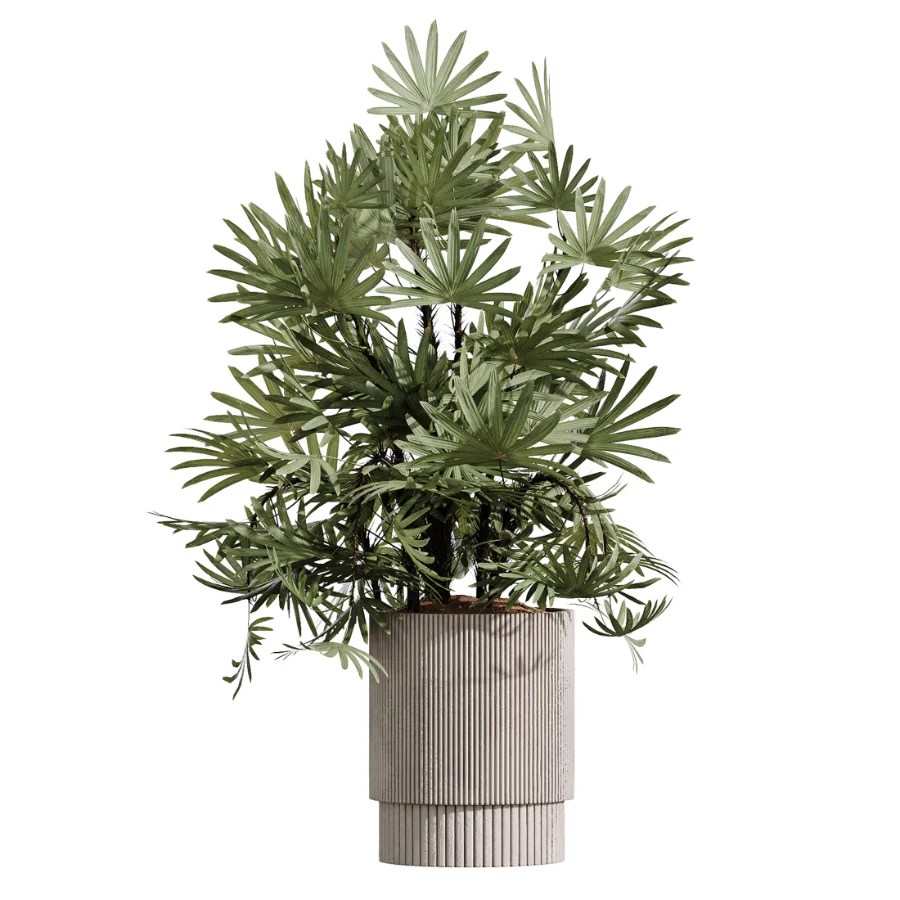 AV Indoor Plants Set 609 Ficus Cyathistipula Olive Palm Bird Of Paradise - Image 2