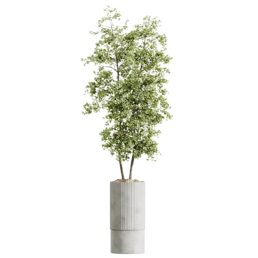 AV Indoor Plants Set 618 Chemlali Olive Areca Palm Eucalyptus Bouquet Bird Of Paradise - Image 3