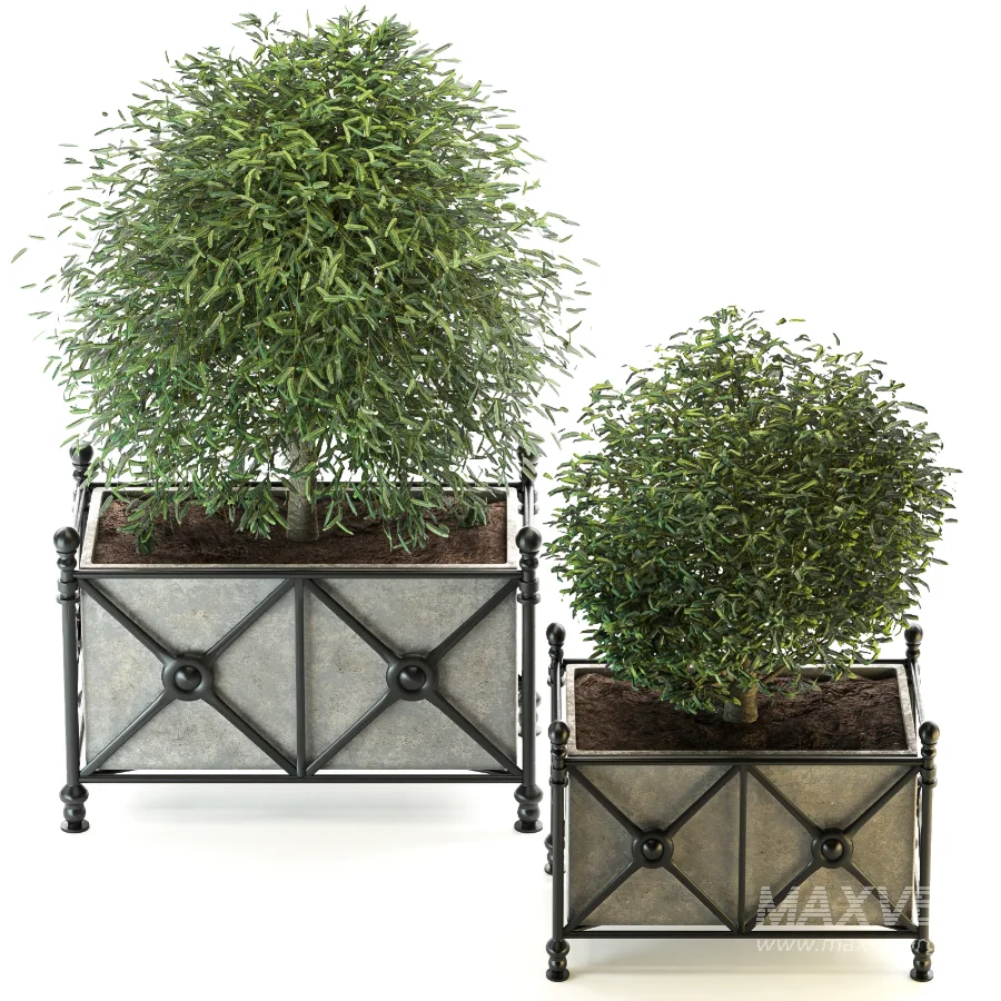Outdoor Plant 03 – Decorative Planter Trees - Image 5