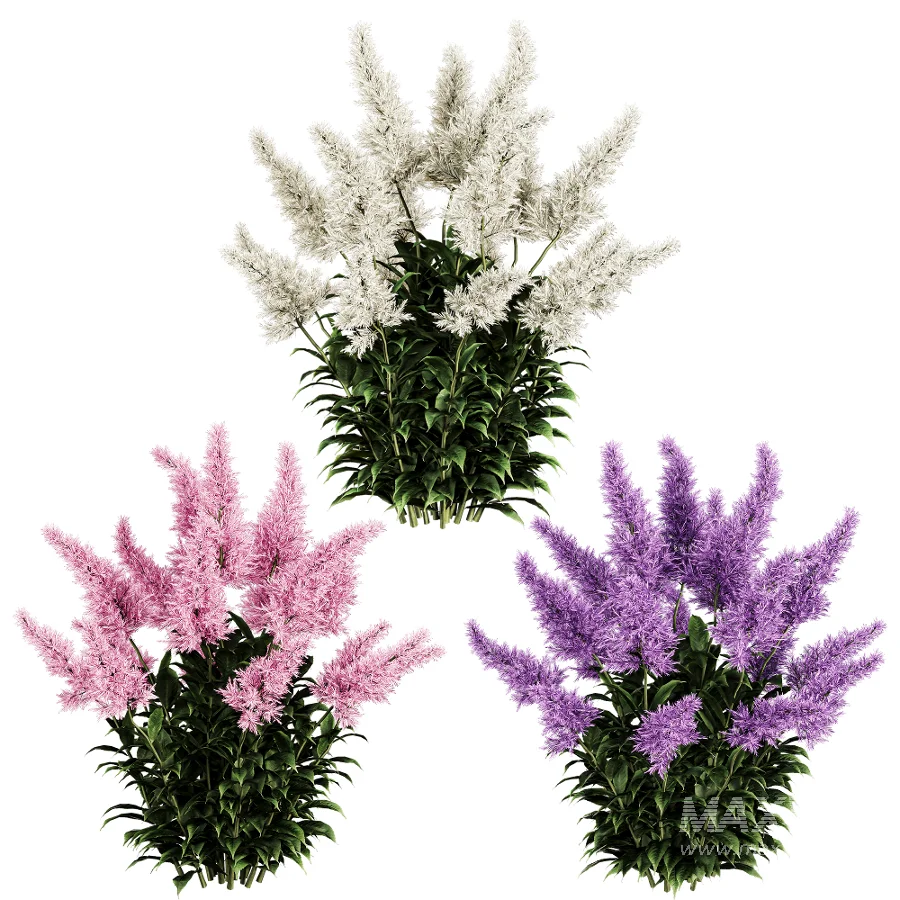 Astilbe Garden Plant Collection - Image 5