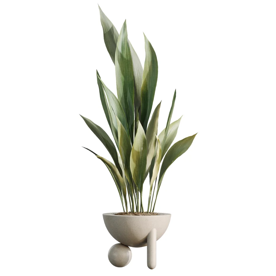 AV Indoor Plants Set 526 Aspidistra Elatior Olive Ficus Palm - Image 5