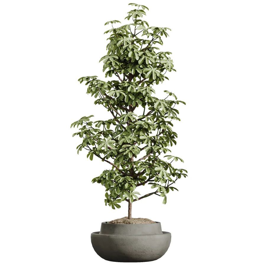 AV Indoor Plants Set 606 Bird Of Paradise Yucca Olive Schefflera Arboricola - Image 2