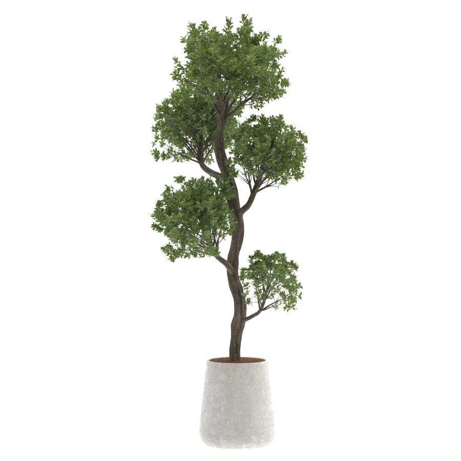Ornamental Olive Tree-Twisted Trunk - Image 1
