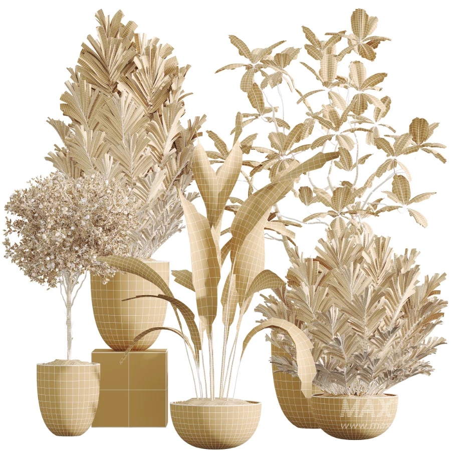 AV Indoor Plants Set 612 Ficus Aspidistra Palm Orange Calamondin Tree - Image 6