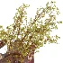 Green Pears & Decorative Branch Arrangement with Artistic Glass Vases - Thumbnail 4