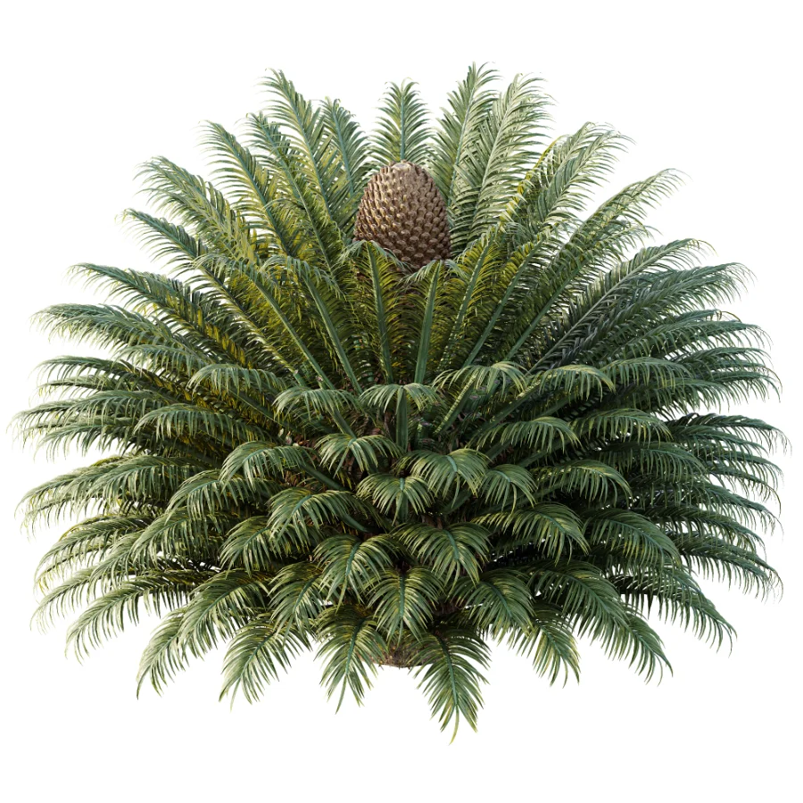 AV Plant Cycas Revoluta Palmfarn Palm Bush 02 - Image 2
