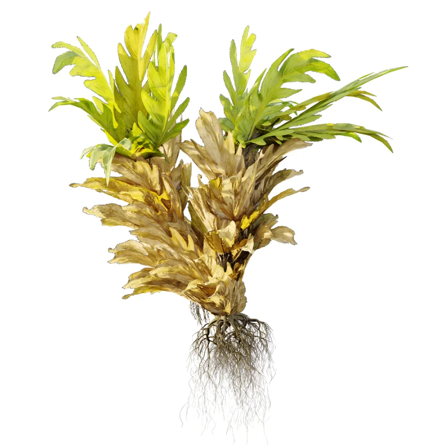 AV Plant Drynaria Roosii Palm Bush 02 - Image 2