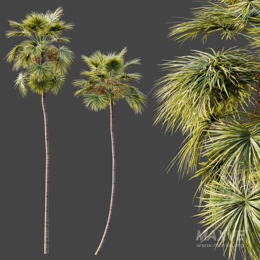 AV Plant Saribus Rotundifolius Palm Tree 01 - Image 5