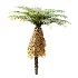 AV Plant Brainea Insignis Fern 6 Palm Tree 01 - Thumbnail 5