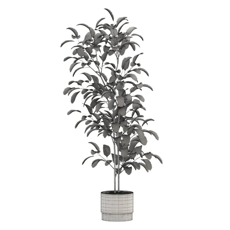 Ficus Benjamina Indoor Plant-set-023 - Image 1