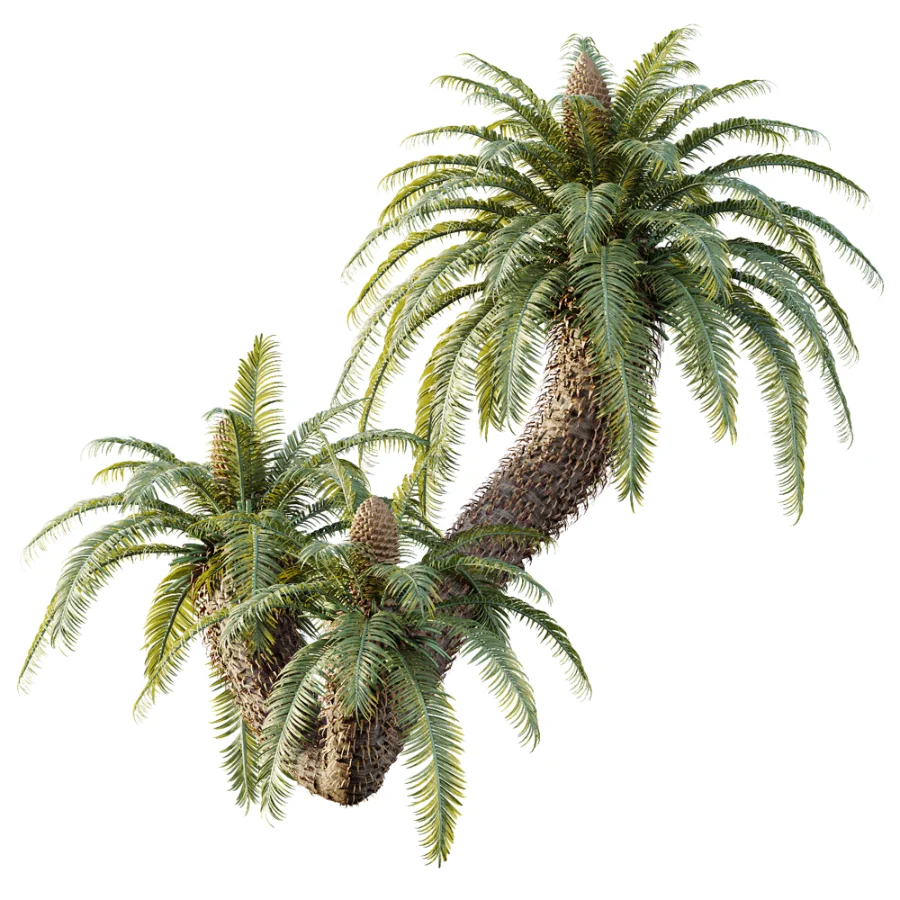 AV Plant Cycas Revoluta Palmfarn Palm Bush 01 - Image 2