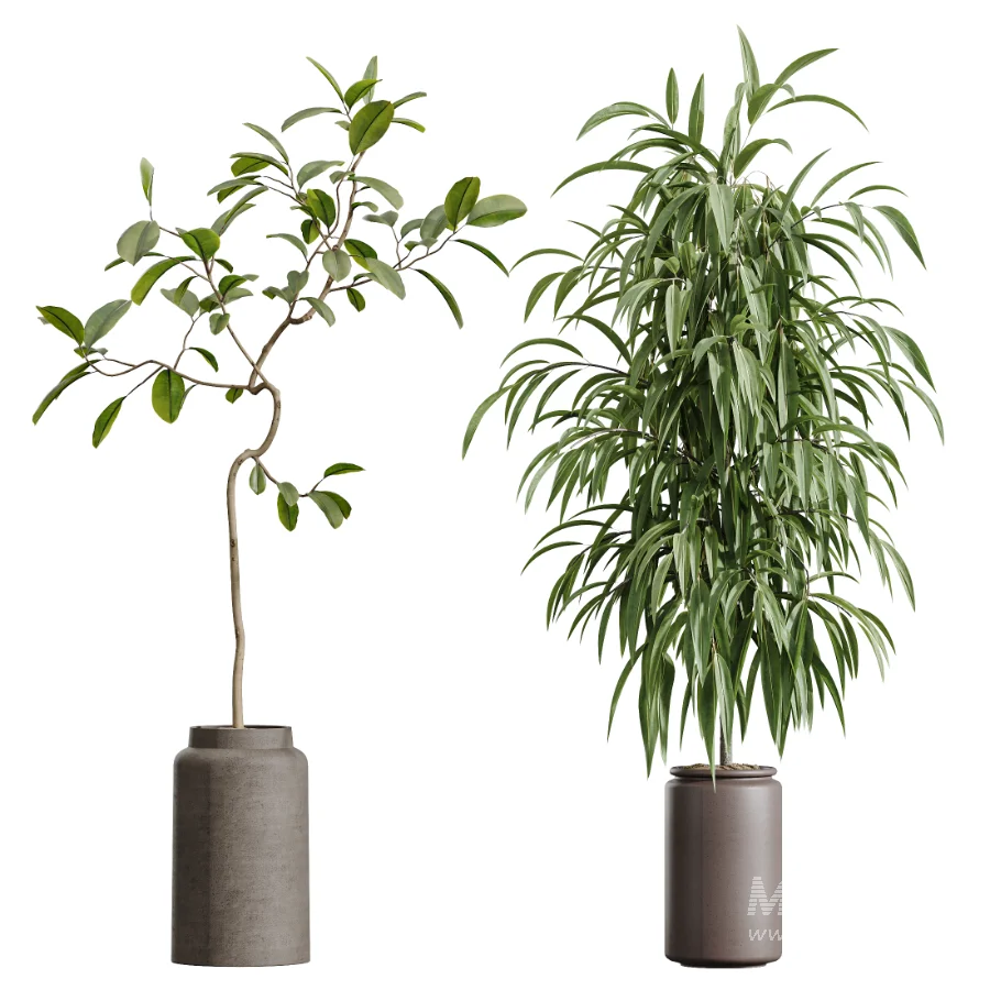 AV Indoor Plants Set 605 Ficus Binnendijkii Ficus Marginata Olive - Image 7