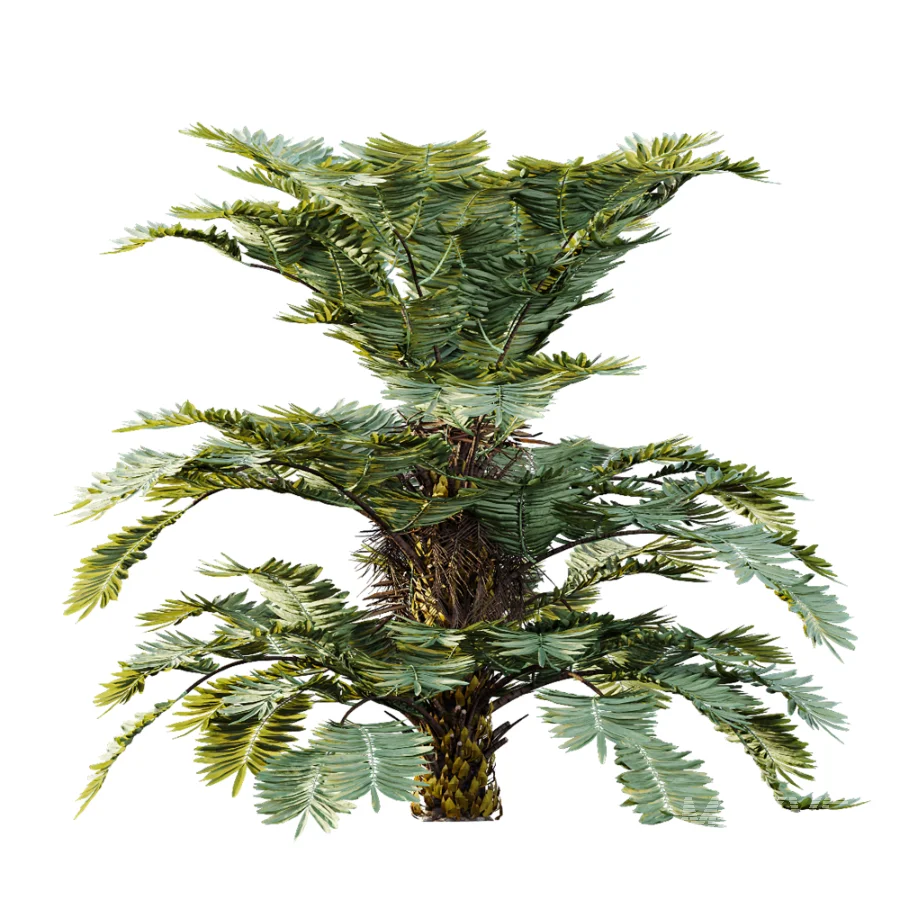 AV Plant Angiopteris Fokiensis Fern 6 Palm Bush 01 - Image 4