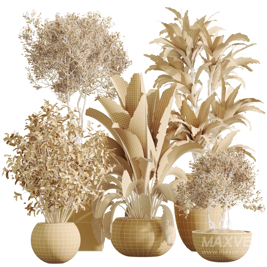 AV Indoor Plants Set 613 Olive Eucalyptus and Chemlali Olive and Ravenala Banana and Lemon Lime Cane - Image 8