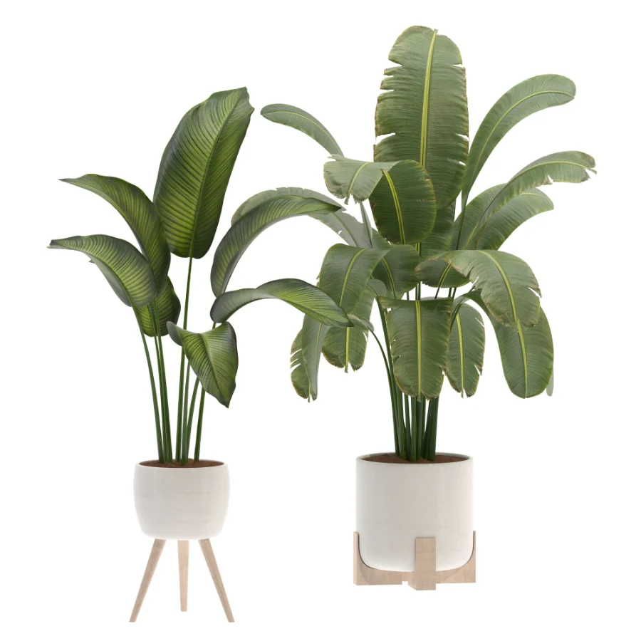 Plant-Collection-Set-Strelitzia-Nicolai-Bird-of-Paradise-Indoor-Plant - Image 3