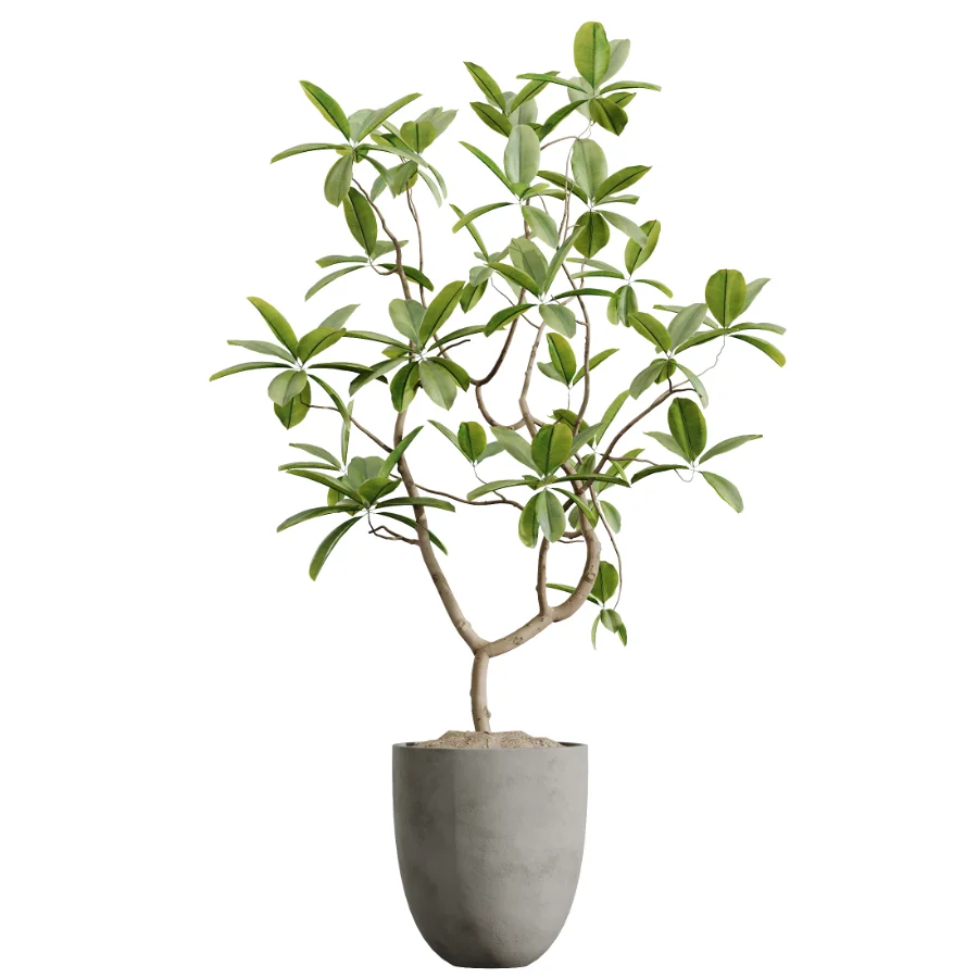AV Indoor Plants Set 612 Ficus Aspidistra Palm Orange Calamondin Tree - Image 2