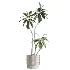 AV Indoor Plants Set 617 Orange Calamondin Tree Spineless Yucca and African Fig Ruffled Fan Palm - Thumbnail 2