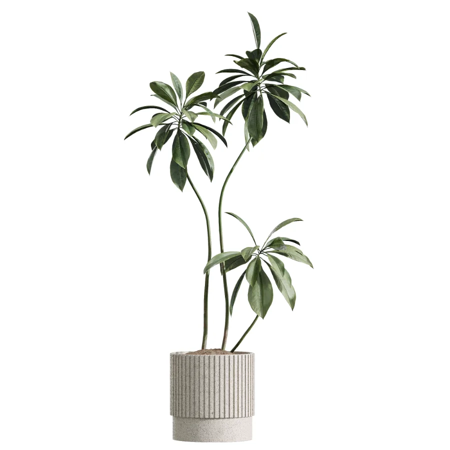 AV Indoor Plants Set 617 Orange Calamondin Tree Spineless Yucca and African Fig Ruffled Fan Palm - Image 2