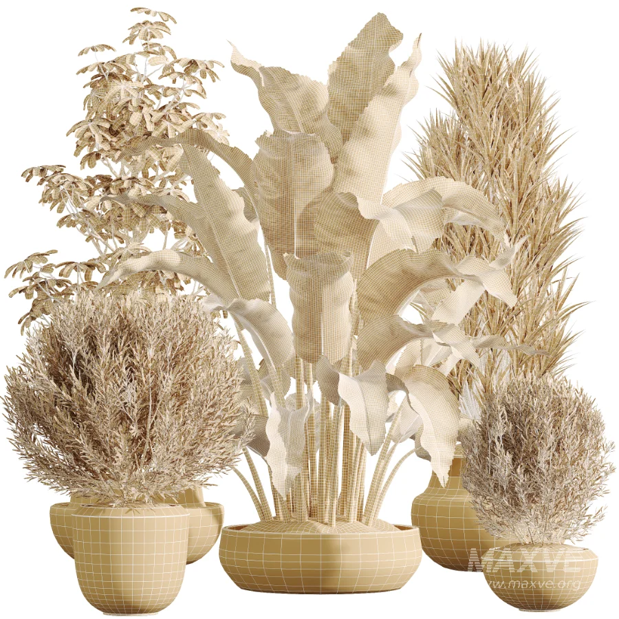 AV Indoor Plants Set 606 Bird Of Paradise Yucca Olive Schefflera Arboricola - Image 7