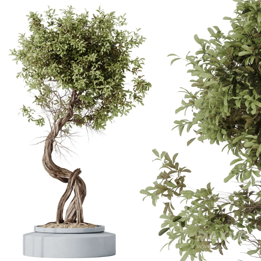 AV Indoor Plants Set 619 Elegant Monstera and Ficus Microcarpa Bonsai and Ficus Cyathistipula and Cat Reed Palm - Image 7