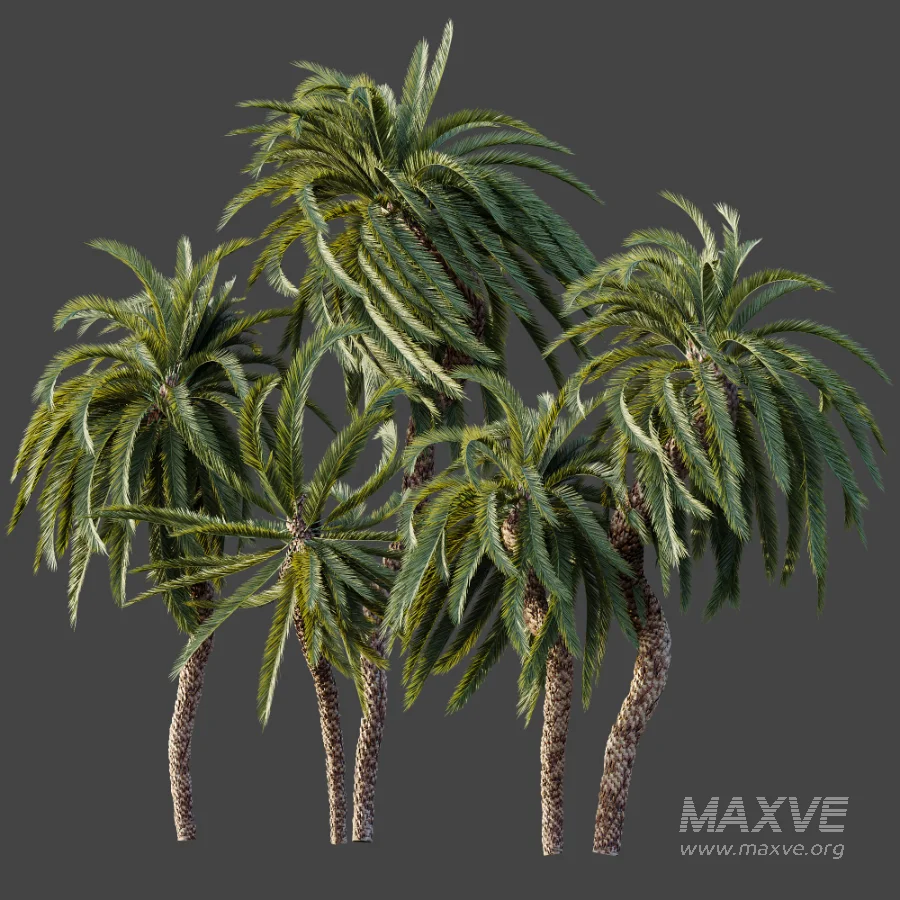AV Plant Macrozamia Moorei Palm Tree 01 - Image 7